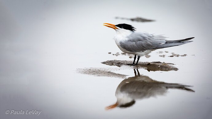 180306-101525-RioGrandeValley-Day2-PAL_PL_5912-Edit