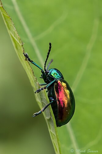 Dogbane%20Beetle