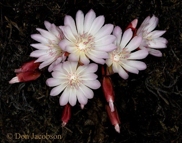 Lewisia%20rediviva%2019-2596_1