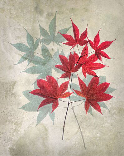 Red-Leaves-arty-2