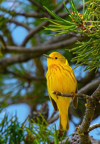Yellow%20Warbler-NPN