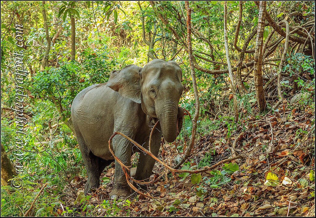 Asian Elephant - Wildlife Critiques - Nature Photographers Network