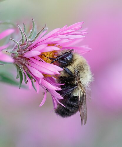 BumblebeeonNewEnglandAster0919_65A9442dppdecjs