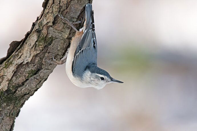 WBnuthatchNov232018