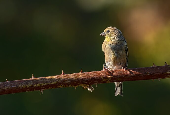 AGF-on-perch-copy