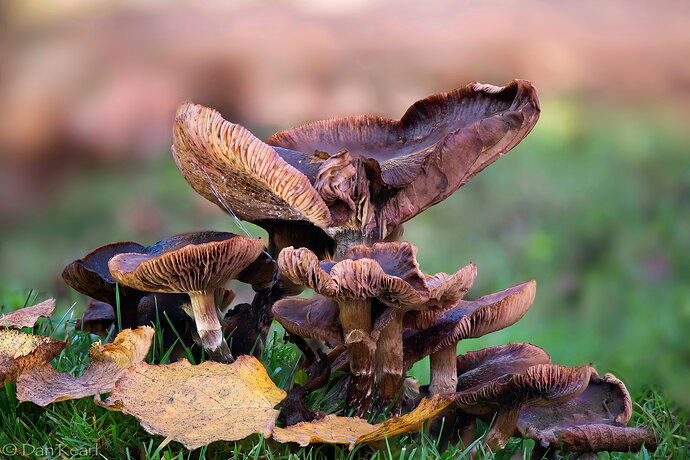 mushroom27anx2