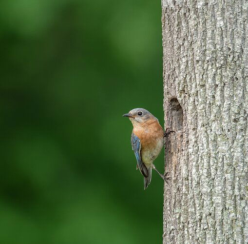 Bluebird%20(1%20of%201)