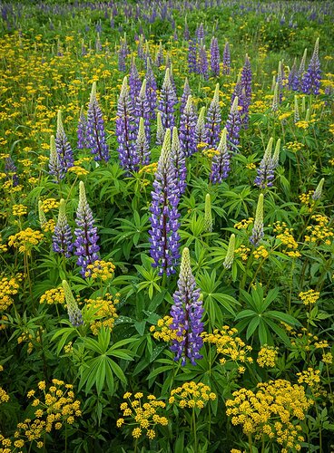 Field%20of%20Lupines