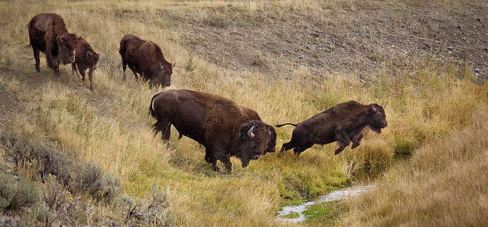 Bison%20Jumping-RSandor_2018_09_23_6202