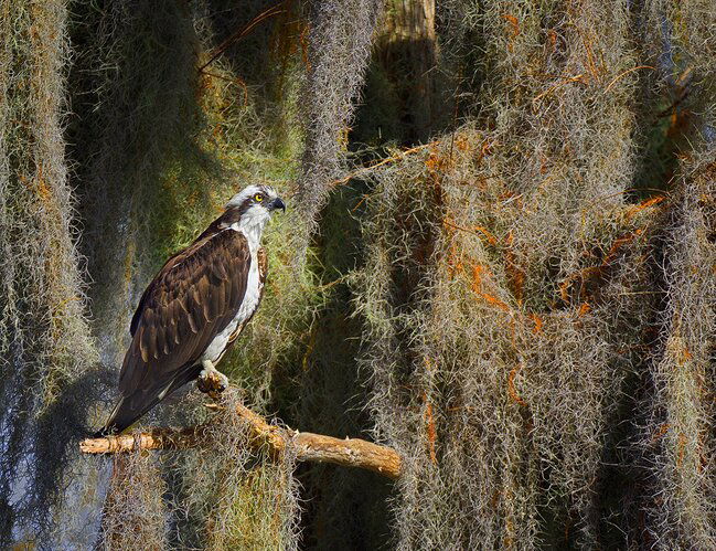 Osprey%20on%20Mossy%20Tree-2
