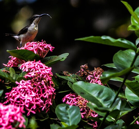 sunbird%201-0090