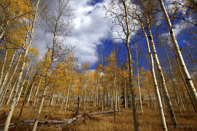 Aspens
