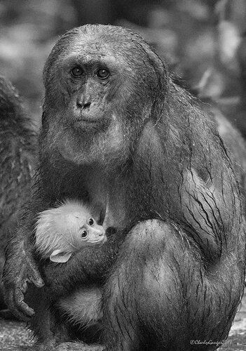 Stump-tailed-Macaques_%232_CMG3853-copy-2_BW