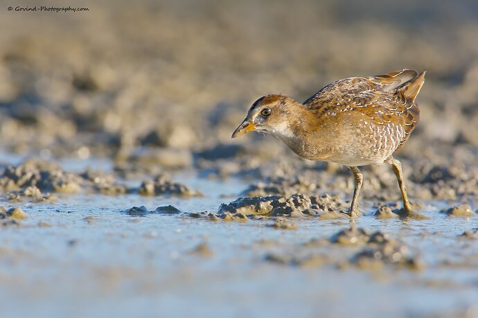 EOS-1D-Mark-III2019_07_27_3996