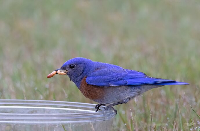 -20190520-_7D25282-Bluebird-Editlarge%20npn