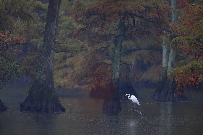 Great%20Egret%20Birdscape%20-%20NPN