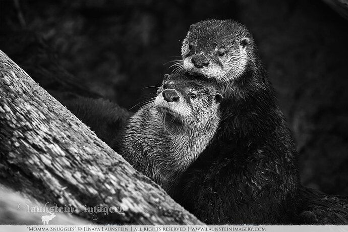 JenayaLaunstein_Momma-Snuggles--River-Otters-cuddling_1200px