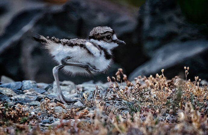 killdeer-3-copy