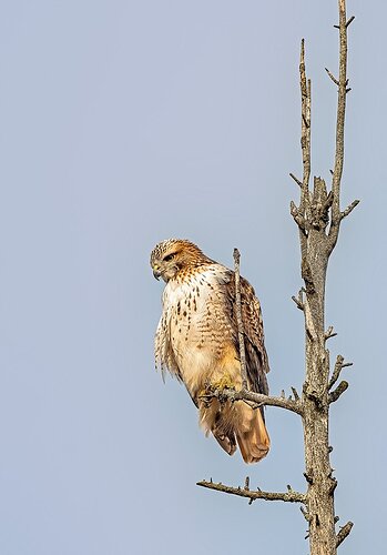 Redtail2