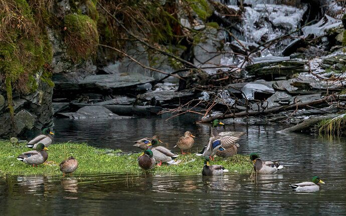 Early%20Winter%20Mallards