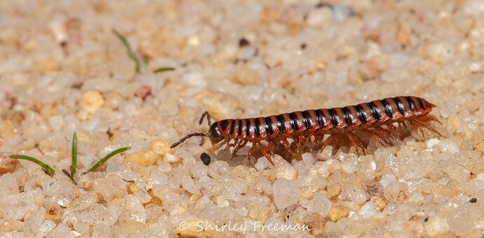 Millipede