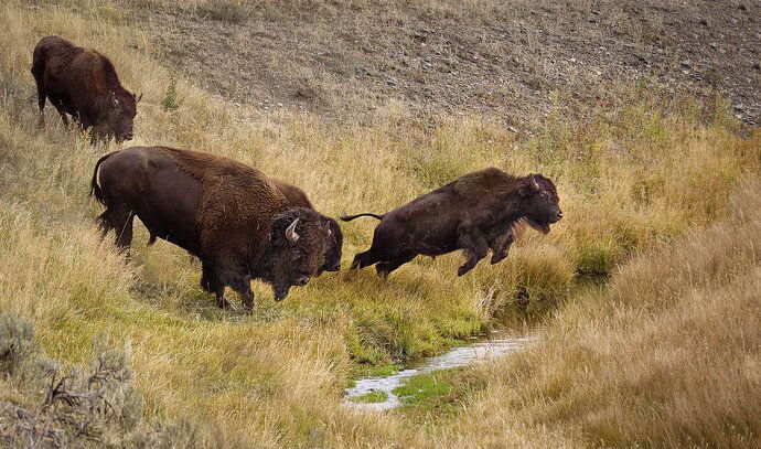 Bison%20Jumping%201-RSandor_2018_09_23_6202