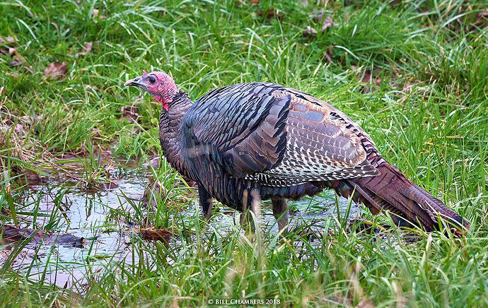 _1FX9288%20-%20Water%20Break%20-%20NIK%20-%201300