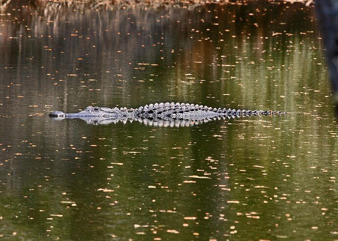 20180316%20145642000_Edisto%20Is%2C%20SC_NA_01083%20copy