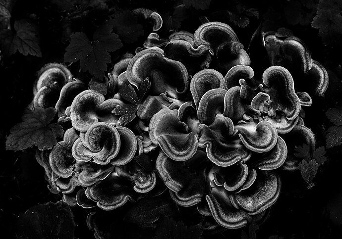 Black Velvet 19-8956 bw