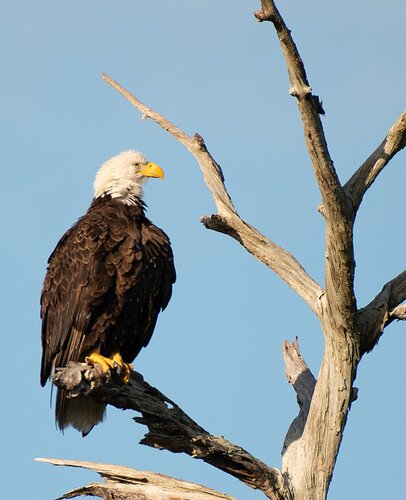 Bald Eagle 3