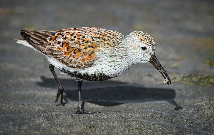 Dunlin-2-copy