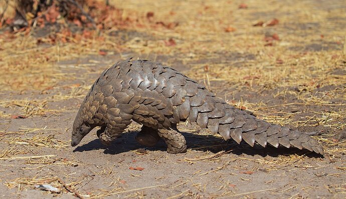 Pangolin_V2R3266
