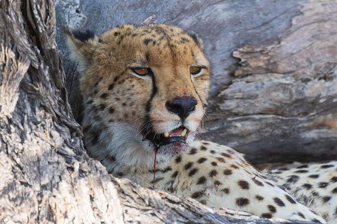 Hwange-Cheetah-1-20190905-npn