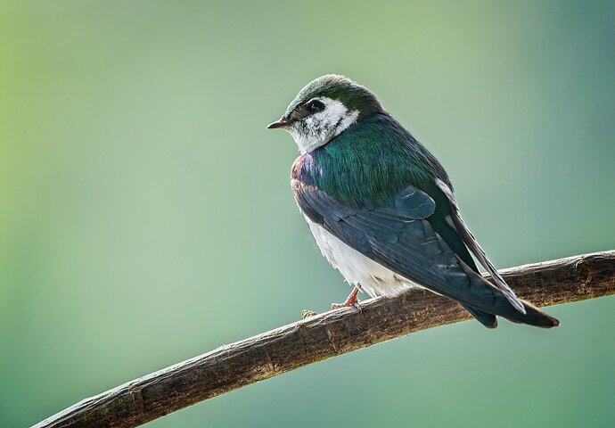 Violet-green-swallow-copy-2