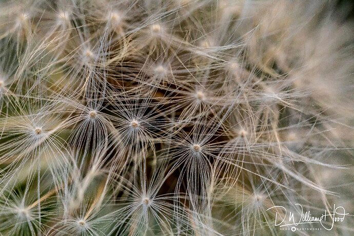 Belly-of-the-Dandelion-2