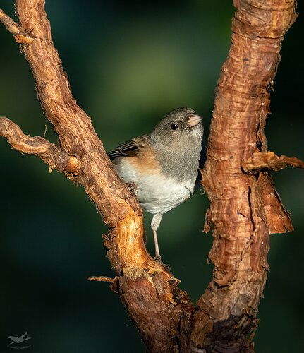 -20190130-_7D21737-untitled-Editlarge%20npn