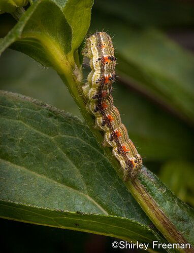 CaterpillarOnPlant