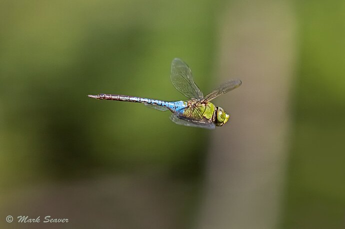 Green%20Darner%20on%20Patrol