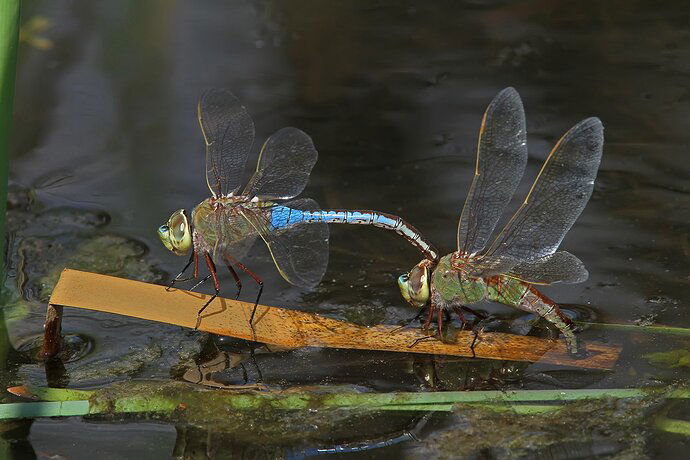 Dragonflies%20laying%20eggs%20-%20NPN%202