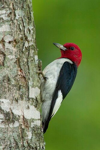Red%20Headed%20Woodpecker%20014%20nef