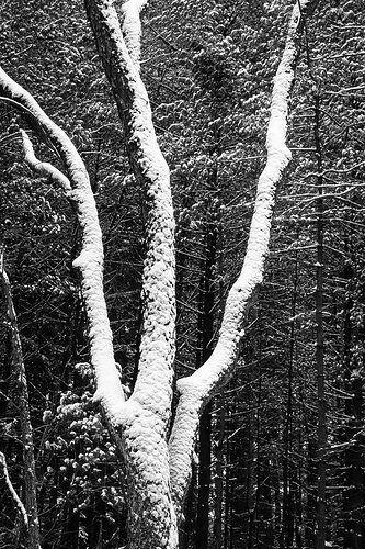 Fork%20Tree%20Winter