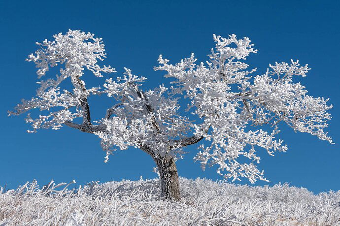 Whitetop%20Mountain%20Oak