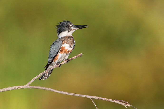 belted-kingfisher509