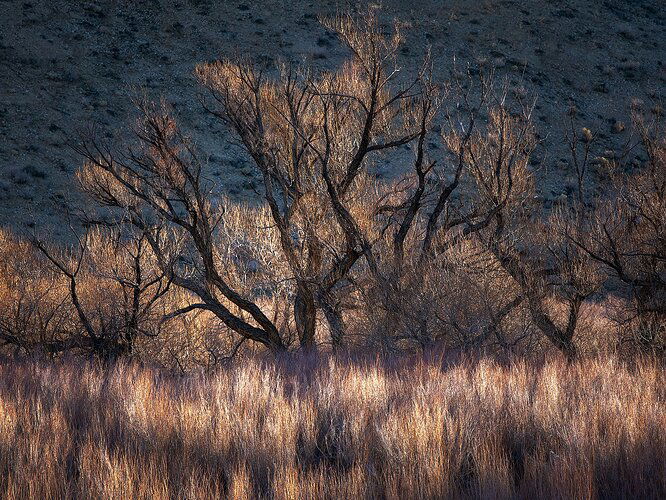 Bishop-Sunrise-Plants2-Facebook