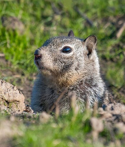 grndsquirrel