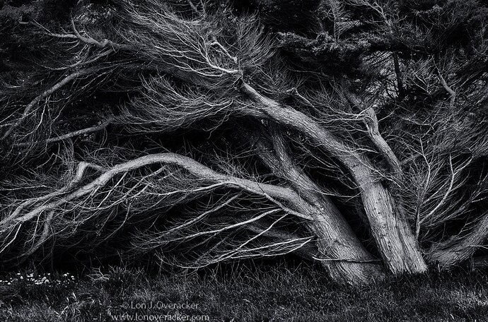 49D2_1545HBW2_1500-copy