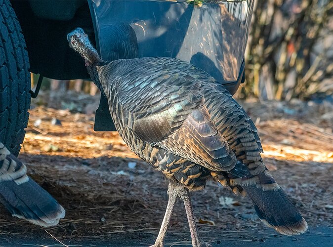turkeylook
