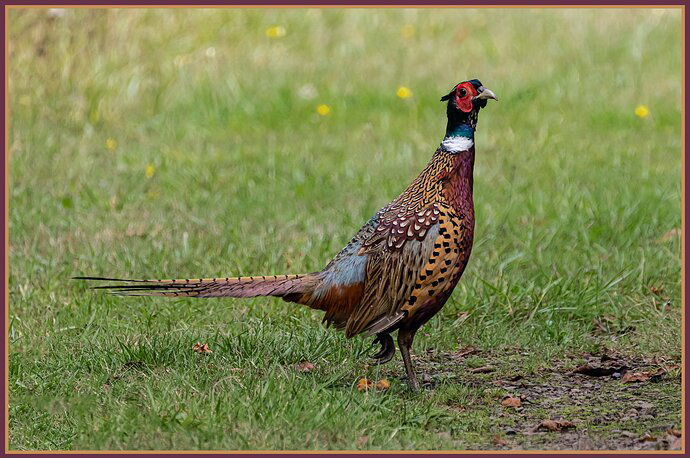 Ring-necked%20Pheasant-NPN