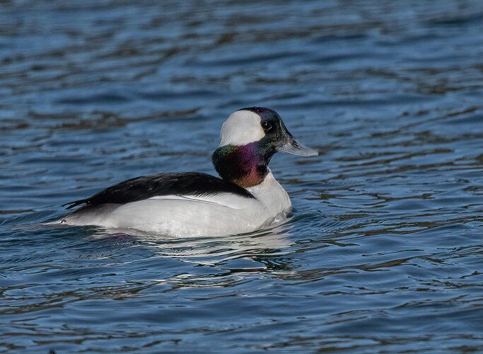 bufflehead-copy