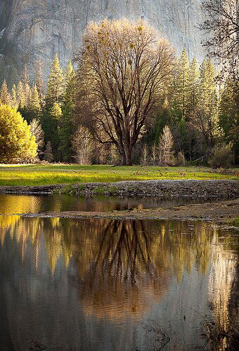 CA%20Yosemite%20tree%20backlight